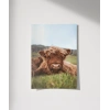 Tarlada Dinlenen İnek Poster