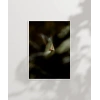 Uçan Küçük Kuş Poster