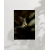 Uçan Küçük Kuş Poster