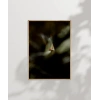 Uçan Küçük Kuş Poster