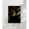Uçan Küçük Kuş Poster
