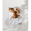 Yatak Üstünde Yatan Köpek Poster