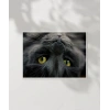 Yavru Kedi Uyku Anı Poster