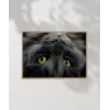 Yavru Kedi Uyku Anı Poster