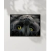 Yavru Kedi Uyku Anı Poster