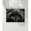 Yavru Kedi Uyku Anı Poster
