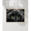 Yavru Kedi Uyku Anı Poster