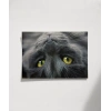 Yavru Kedi Uyku Anı Poster