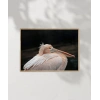 Zarif Pelikan Poster