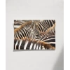 Zebra Deseni Poster