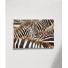 Zebra Deseni Poster