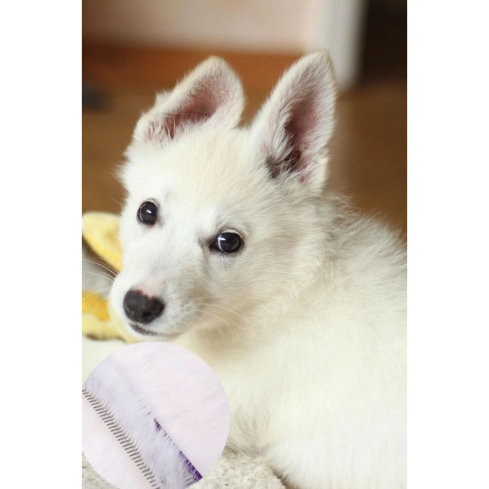 ® Parlak Metal Köpek Tarağı Renkli Pet Köpek Pire Tımar Tarağı Köpek Tüyü Tarama