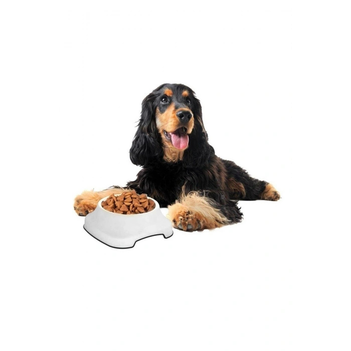 Silikon Kaydırmaz Taban Plastik Kedi ve Köpek Mama ve Su Kabı 2 L