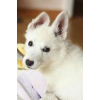 Gri Parlak Metal Köpek Tarağı Renkli Pet Köpek Pire Tımar Tarağı Köpek Tüyü Tarama
