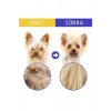 Bit Tarağı Seti Kedi Pire Tasması Evcil Hayvan Bakım Seti Bit Tokası Kedi Köpek Traş Makinesi