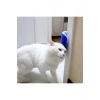 Pratik Kedi Tüyü Kaşıma Ve Tarama Aparatı Duvara Monte Kaşıma Aleti