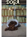 Kuru Kayısı ( Çekirdekli )
