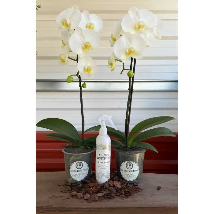 2 ÇİFT DAL ORKİDE1 BESİN