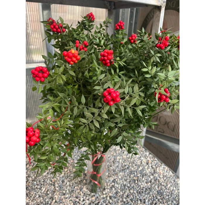 KOKİNA(yılbaşı çiçeği)