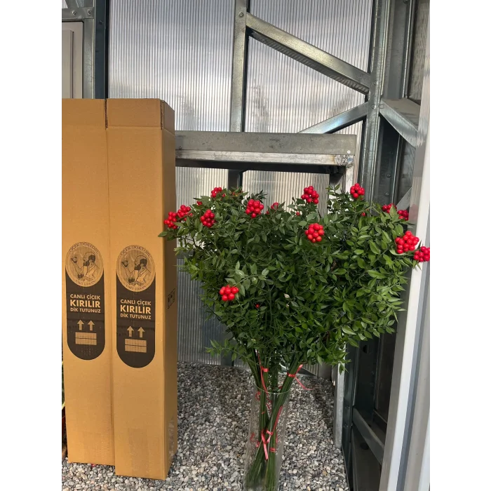 KOKİNA(yılbaşı çiçeği)