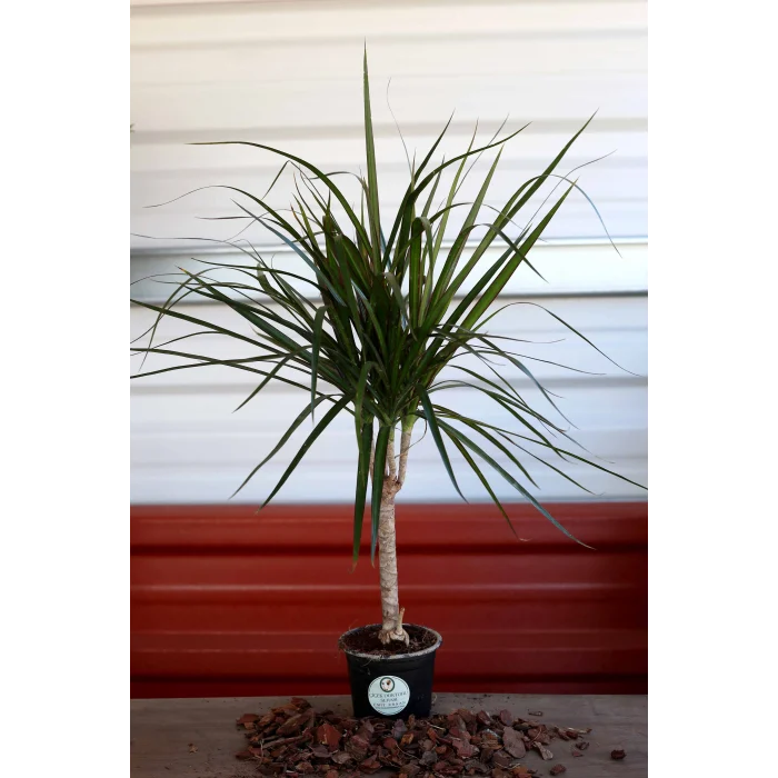 EJDERHA KANI(DRASENA MARGANİATA)