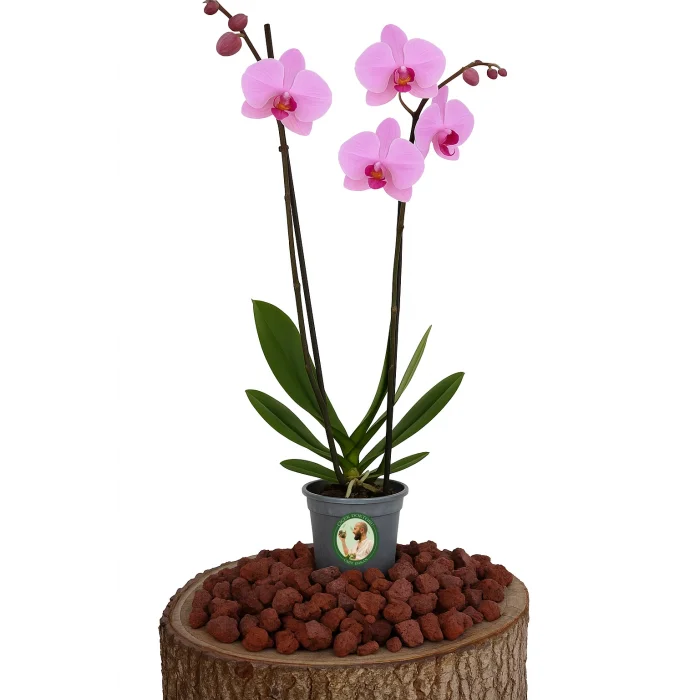 Orkide (Çift Dal, Açık Pembe)