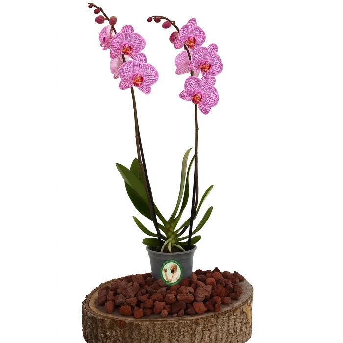 Orkide (Çift Dal, Alacalı Pembe)