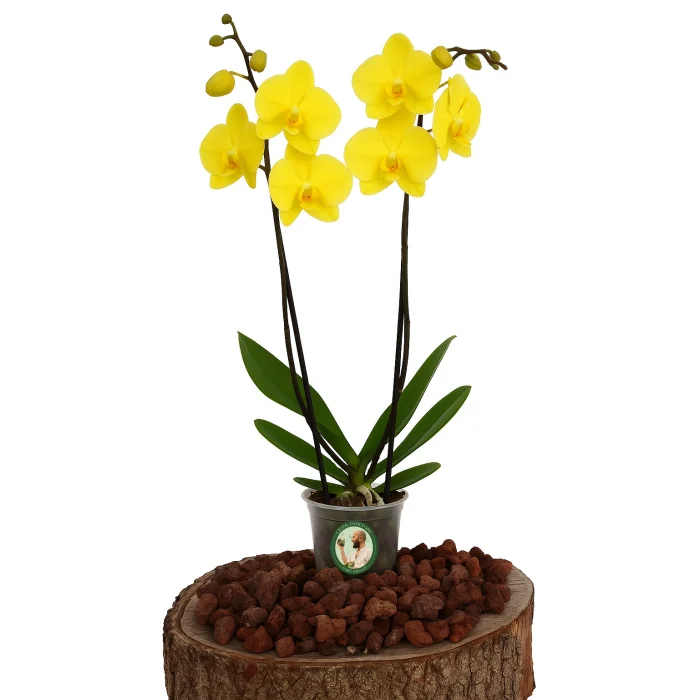 Orkide (Çift Dal, Sarı)
