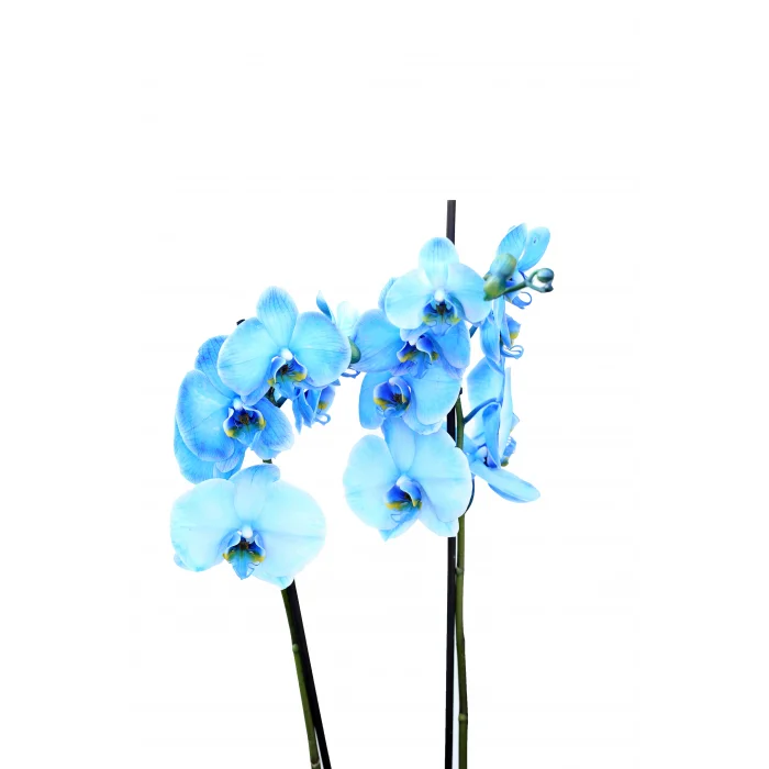 Orkide (Çift Dal, Mavi)