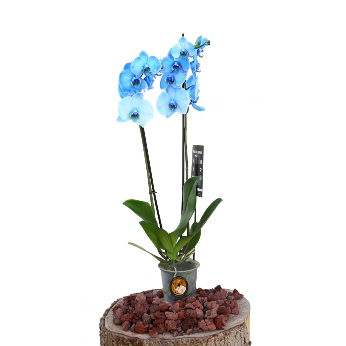 Orkide (Çift Dal, Mavi)