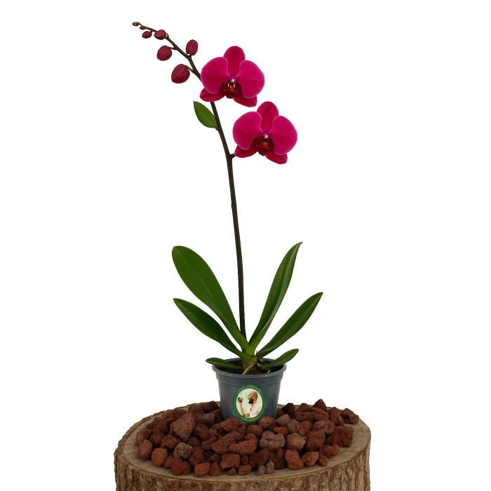 Orkide (Tek Dal, Koyu Pembe)