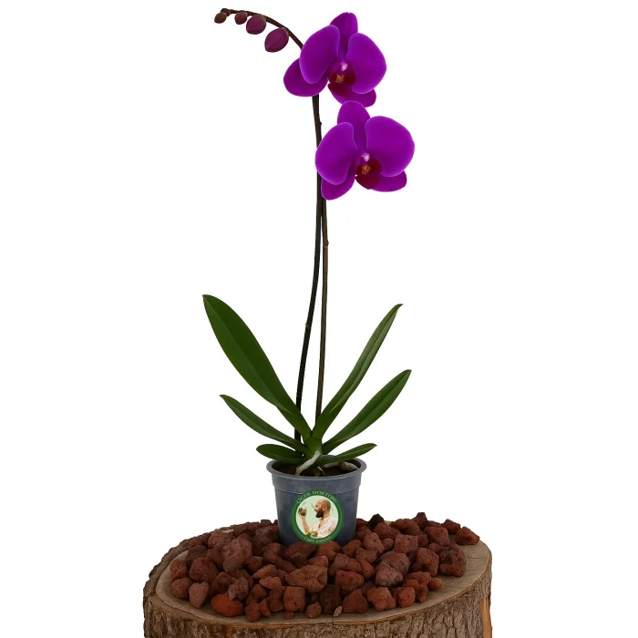 Orkide (Tek Dal, Mor)