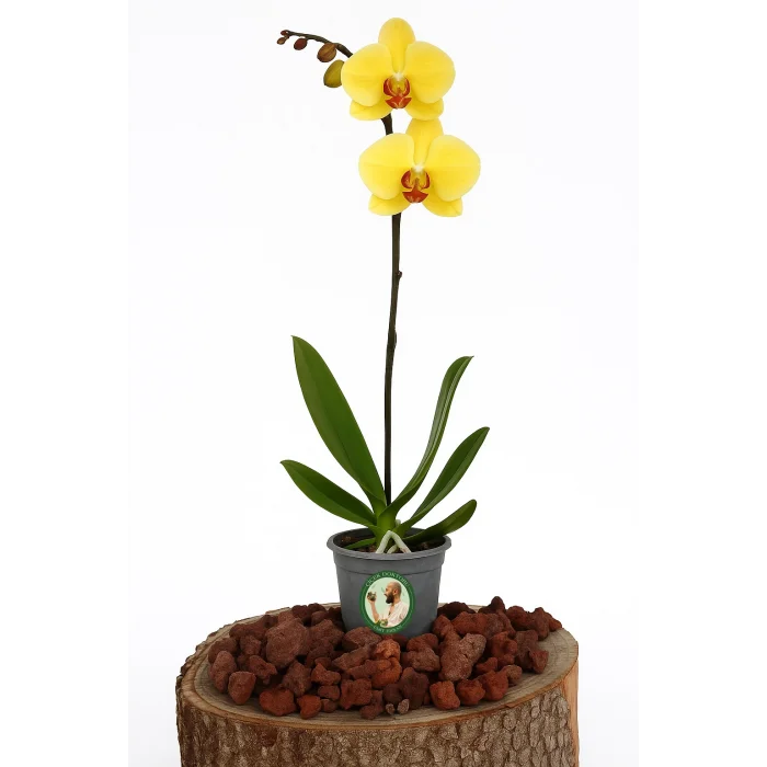 Orkide (Tek Dal, Sarı)
