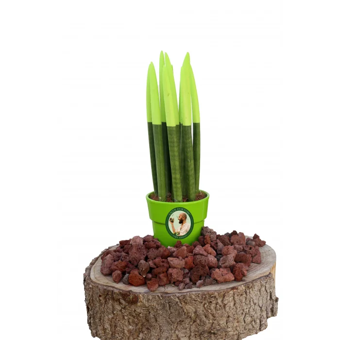 Renkli Paşa Kılıcı (30cm, Yeşil)