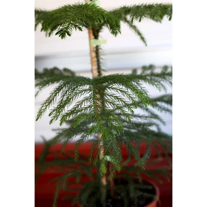 SALON ÇAMI(ARAUCARIA)