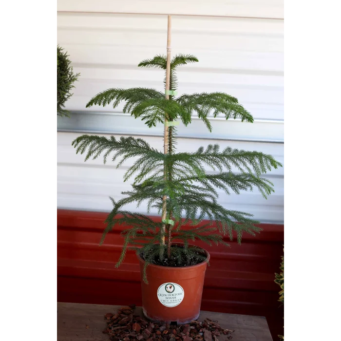 SALON ÇAMI(ARAUCARIA)