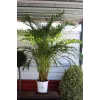 ARECA PALMİYESİ
