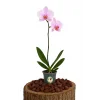 Orkide (Tek Dal, Açık Pembe)