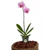 Orkide (Tek Dal, Alacalı Pembe)