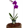 Orkide (Tek Dal, Mor)