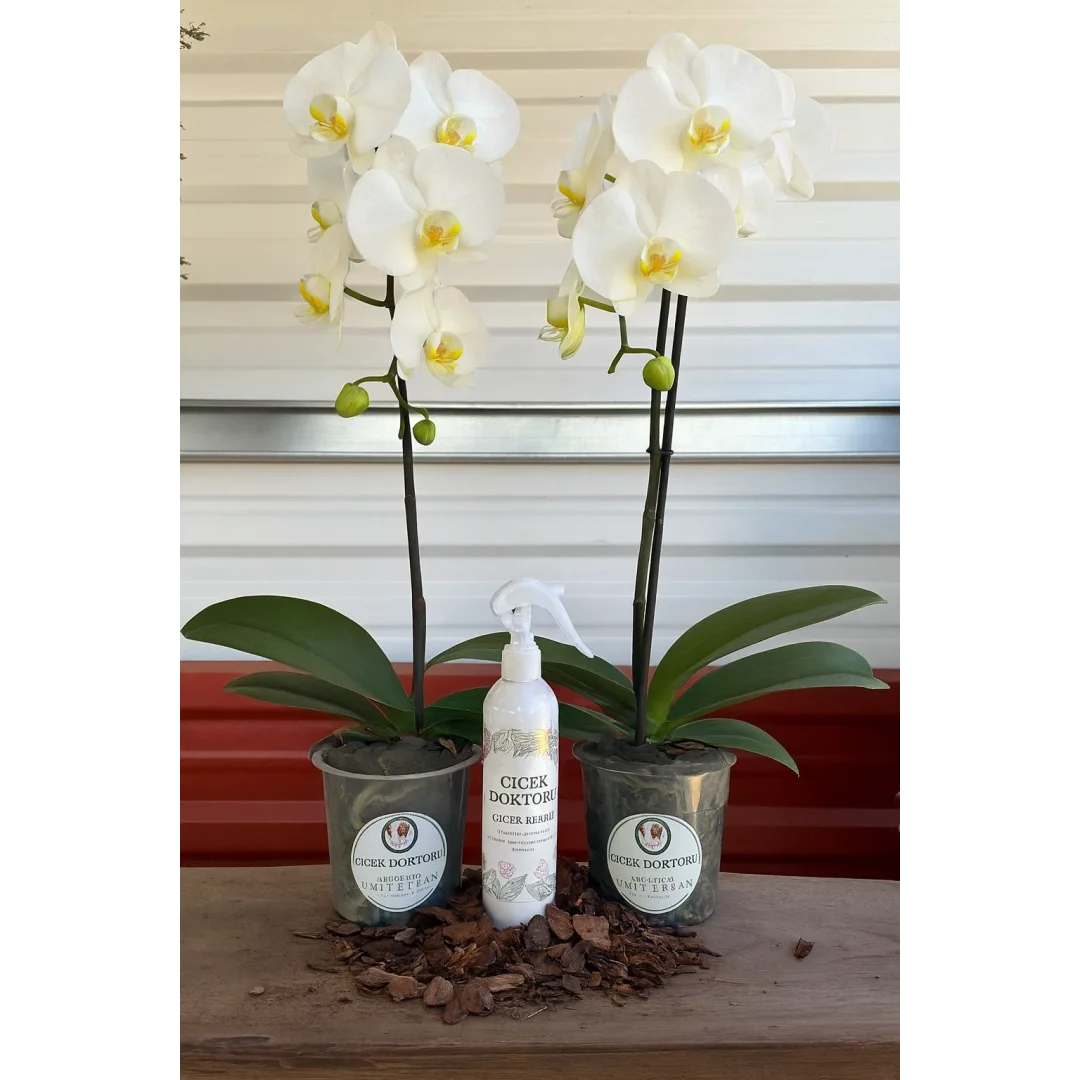 2 ÇİFT DAL ORKİDE1 BESİN