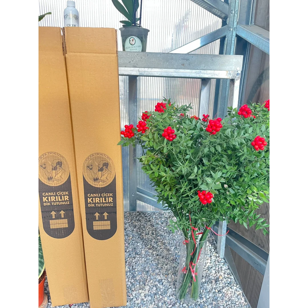 KOKİNA(yılbaşı çiçeği)