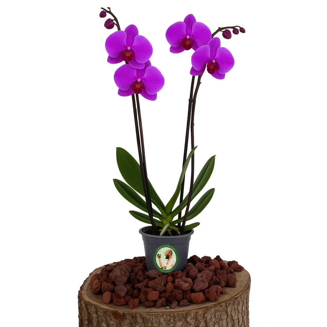 Orkide (Çift Dal, Mor)