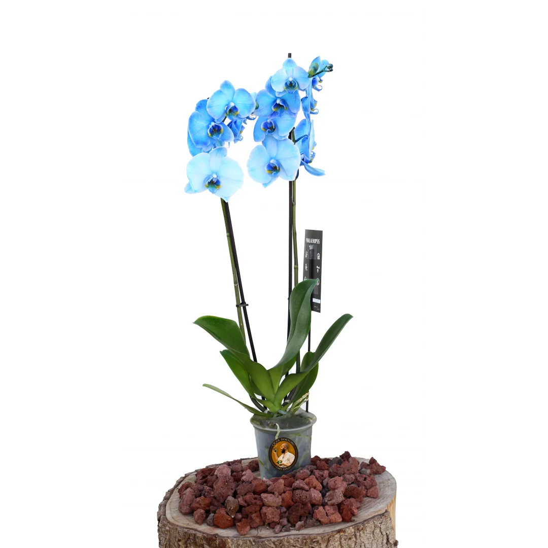 Orkide (Çift Dal, Mavi)
