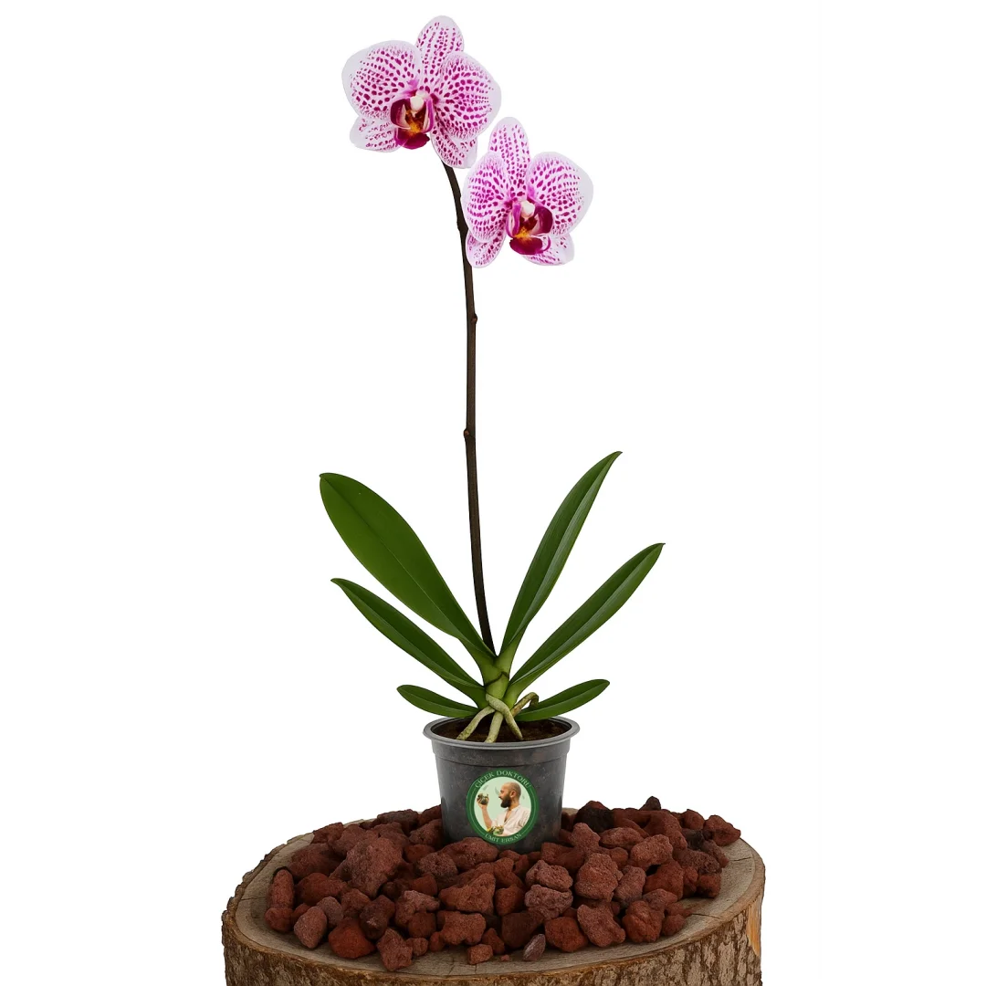 Orkide (Tek Dal, Alacalı Pembe)