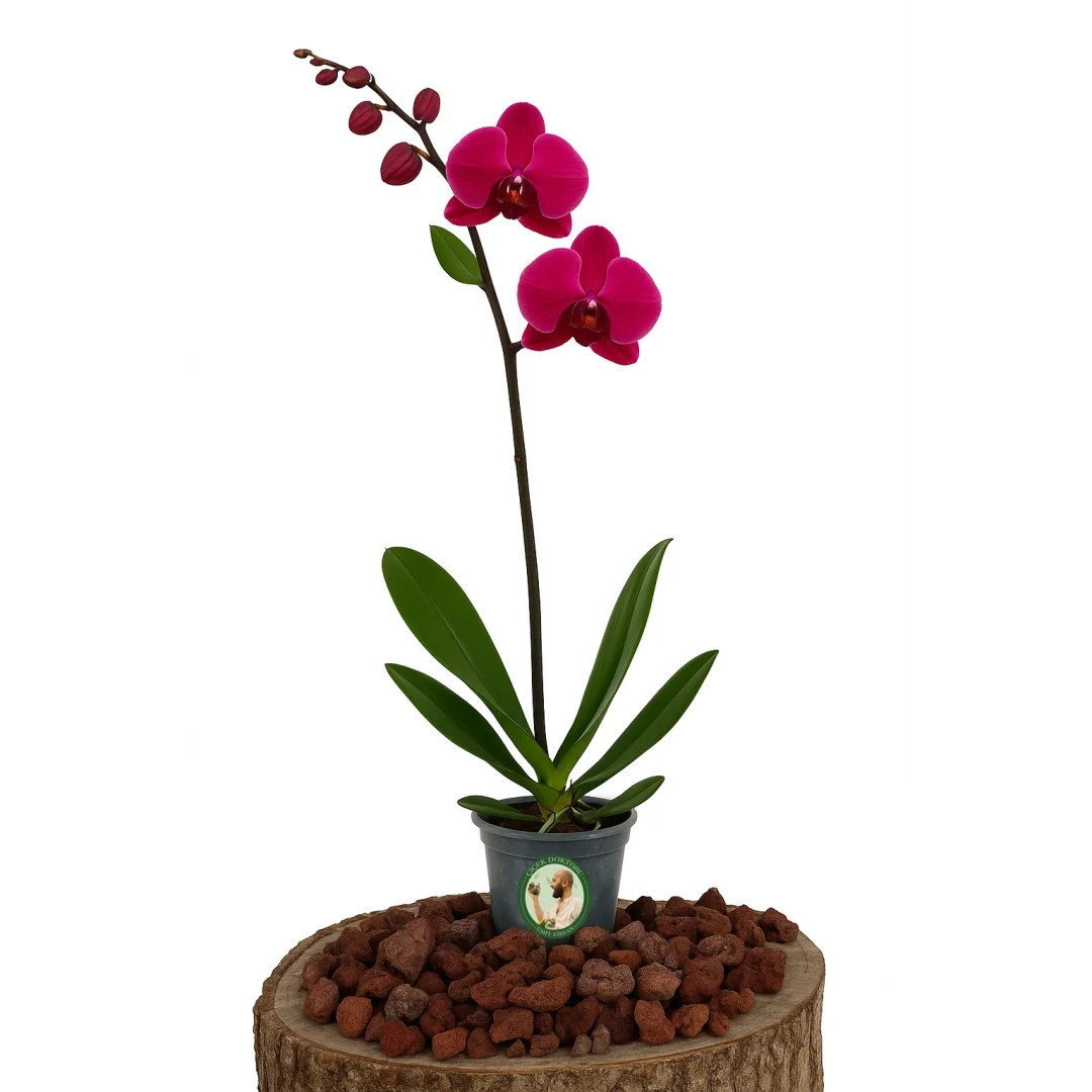 Orkide (Tek Dal, Koyu Pembe)