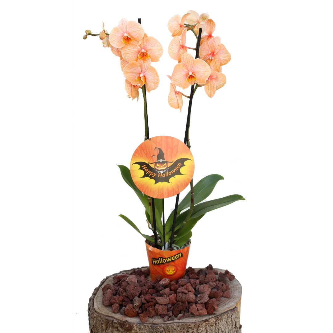 Orkide (Çift Dal, Turuncu)