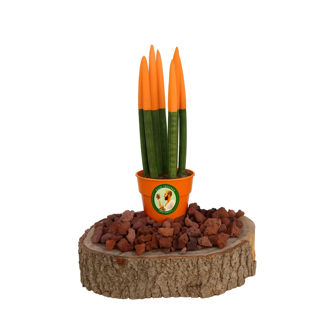 Renkli Paşa Kılıcı (30cm, Turuncu)