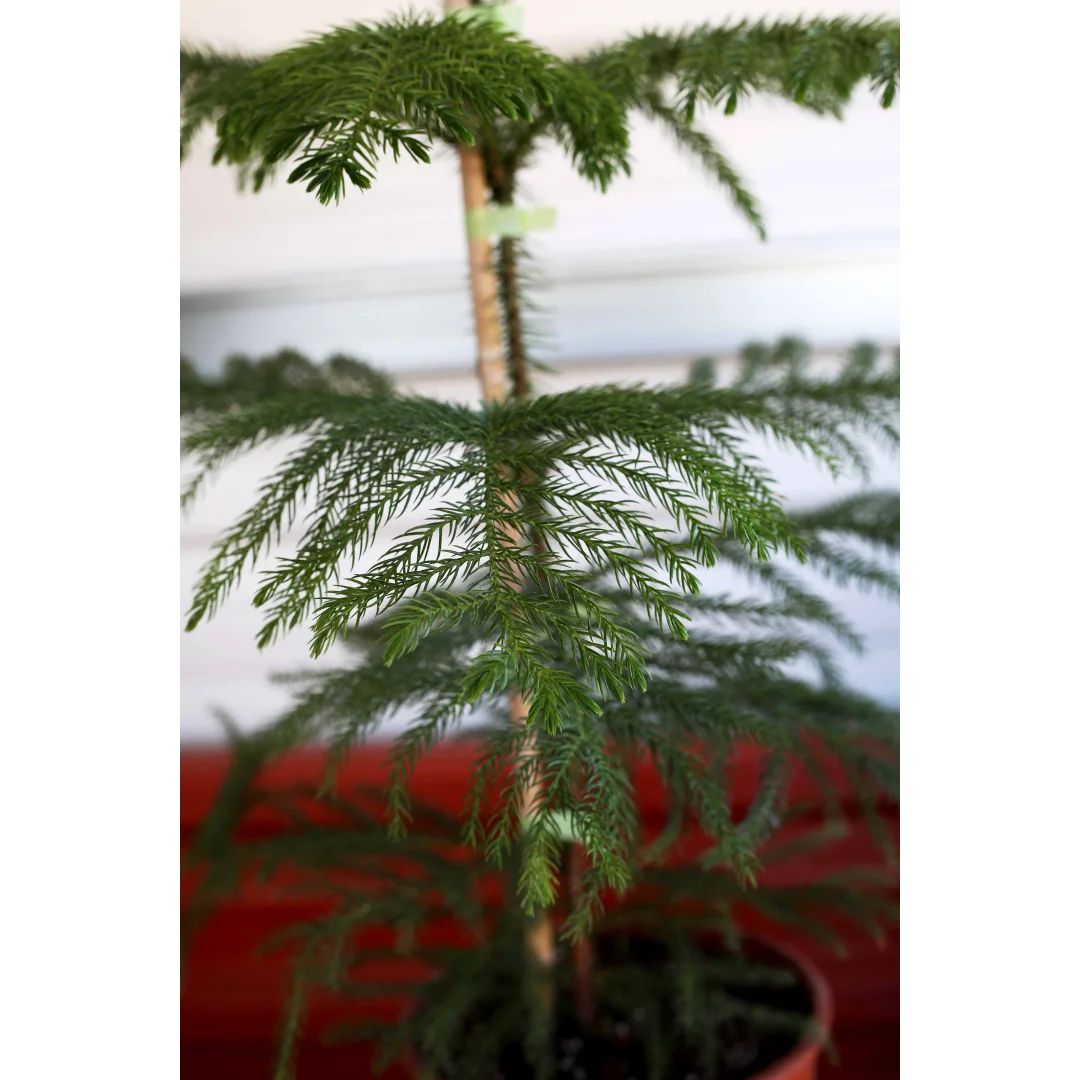 SALON ÇAMI(ARAUCARIA)