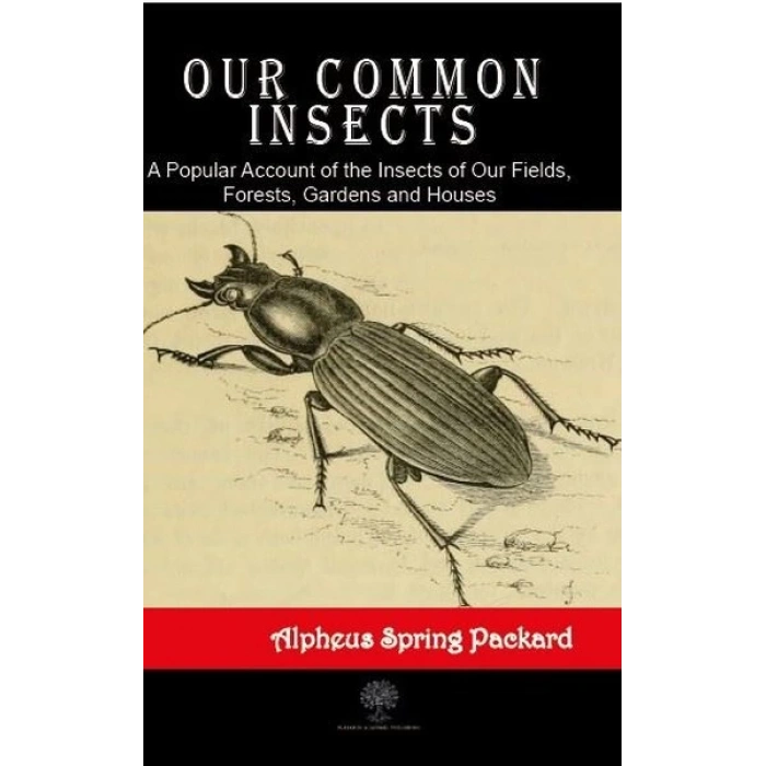 Our Common Insects